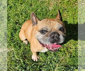French Bulldog Dogs for adoption in Camarillo, CA, USA