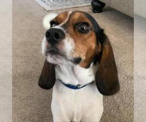 Beagle Dogs for adoption in Von Ormy, TX, USA