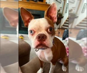 Boston Terrier Dogs for adoption in Brooklyn Center, MN, USA