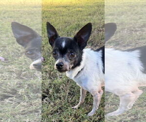 Chihuahua-Unknown Mix Dogs for adoption in Holly Springs, NC, USA