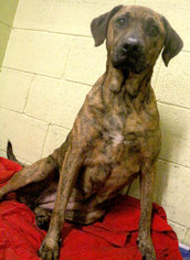 Boxer-Plott Hound Mix Dogs for adoption in Asheville, NC, USA