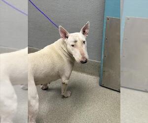 Bull Terrier-Unknown Mix Dogs for adoption in Las Vegas, NV, USA