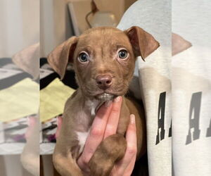 American Pit Bull Terrier-Labrador Retriever Mix Dogs for adoption in Dana Point, CA, USA