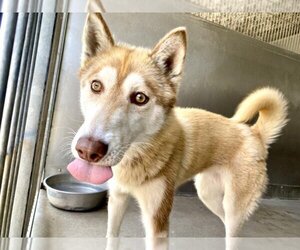 Siberian Husky Dogs for adoption in San Bernardino, CA, USA