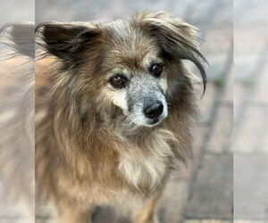 Papshund Dogs for adoption in Weston, FL, USA