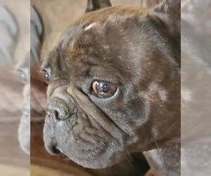 French Bulldog Dogs for adoption in Cabool, MO, USA
