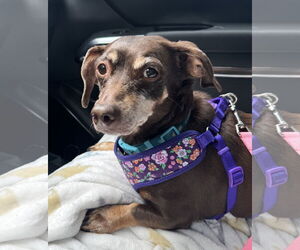 Chiweenie Dogs for adoption in Fruitland, SC, USA