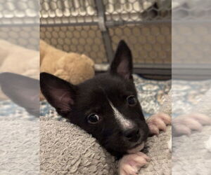 Mutt Dogs for adoption in Dana Point, CA, USA