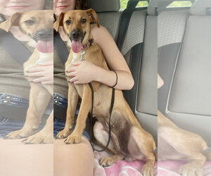 Chihuahua-Labrador Retriever Mix Dogs for adoption in Virginia Beach, VA, USA