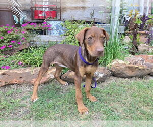 Doberman Pinscher-Unknown Mix Dogs for adoption in Dallas, TX, USA