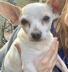 Chihuahua Dogs for adoption in Loganville, GA, USA