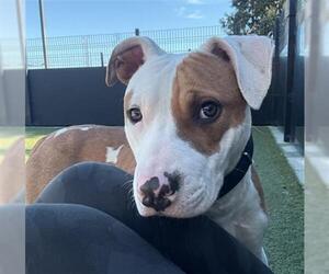 Mutt Dogs for adoption in San Martin, CA, USA