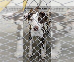 Catahoula Leopard Dog-Unknown Mix Dogs for adoption in Temple, TX, USA