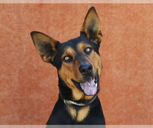 Doberman Pinscher-Unknown Mix Dogs for adoption in Pasadena, CA, USA