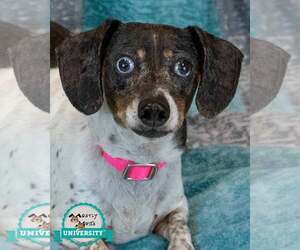 Dachshund Dogs for adoption in Kennesaw, GA, USA