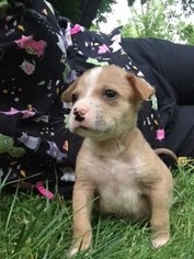 Medium Photo #1 American Staffordshire Terrier-Labrador Retriever Mix Puppy For Sale in Brooklyn Center, MN, USA