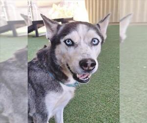 Siberian Husky Dogs for adoption in Woodland, CA, USA