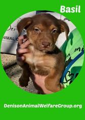 Medium Photo #1 Basset Hound-Unknown Mix Puppy For Sale in Denison, TX, USA