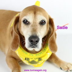 Medium Photo #1 Bagle Hound Puppy For Sale in Bloomington, MN, USA
