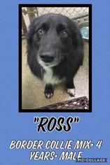 Border Collie-Unknown Mix Dogs for adoption in Fond du Lac, WI, USA