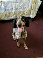 Bluetick Coonhound Dogs for adoption in Brooksville, FL, USA