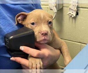 Mutt Dogs for adoption in Tulsa, OK, USA