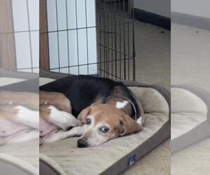 Beagle Dogs for adoption in Brookville, OH, USA