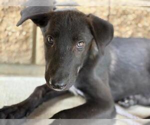 American Pit Bull Terrier-Unknown Mix Dogs for adoption in Tulsa, OK, USA