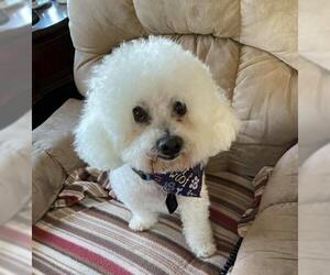 Bichon Frise Dogs for adoption in St. Cloud, MN, USA