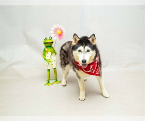 Siberian Husky Dogs for adoption in Sanford, FL, USA