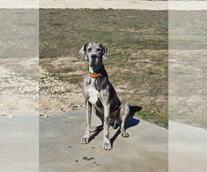 Great Dane Dogs for adoption in Bullard, TX, USA