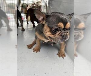 French Bulldog Dogs for adoption in Houston, TX, USA