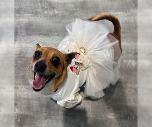 Medium Photo #1 Chihuahua Puppy For Sale in Fremont, CA, USA