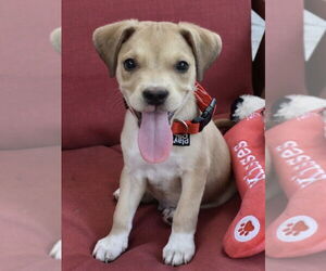 Border Collie-Unknown Mix Dogs for adoption in Lakewood, CO, USA