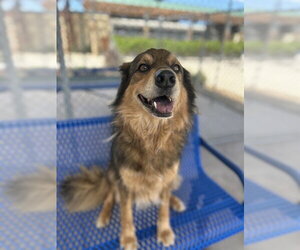 Shollie Dogs for adoption in Chula Vista, CA, USA