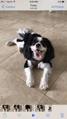 Cavalier King Charles Spaniel Dogs for adoption in Boca Raton, FL, USA