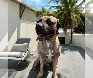 Mastiff Dogs for adoption in Goodyear, AZ, USA