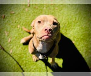 Mutt Dogs for adoption in Orlando, FL, USA