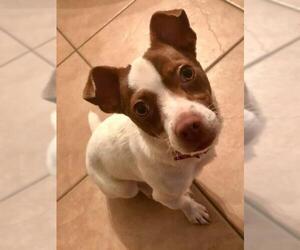 Jack-Rat Terrier Dogs for adoption in Princeton, MN, USA