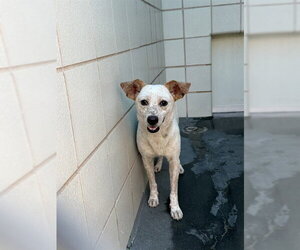 Mutt Dogs for adoption in Corpus Christi, TX, USA