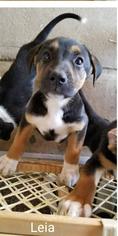 Shepradors Dogs for adoption in Los Banos, CA, USA