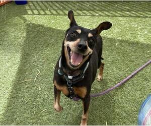 Mutt Dogs for adoption in Las Vegas, NV, USA