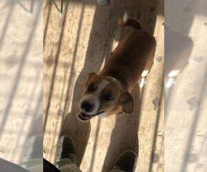 Beagle-Chihuahua Mix Dogs for adoption in San Antonio, TX, USA