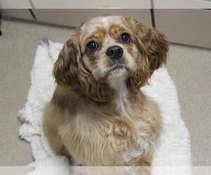 Cocker Spaniel Dogs for adoption in Fort Wayne, IN, USA