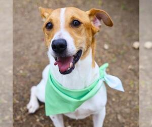 Mutt Dogs for adoption in San Antonio, TX, USA