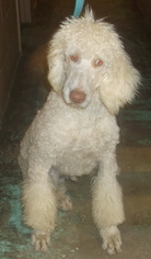 Poodle (Standard) Dogs for adoption in Birch Tree, MO, USA
