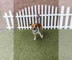 Mutt Dogs for adoption in Modesto, CA, USA