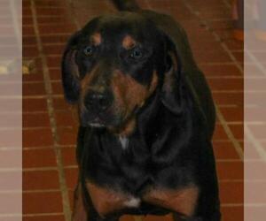 Coonhound Dogs for adoption in Madisonville, TN, USA