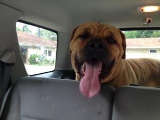 Bulldog-Staffordshire Bull Terrier Mix Dogs for adoption in Elkton, FL, USA
