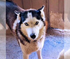 Siberian Husky Dogs for adoption in Omaha, NE, USA